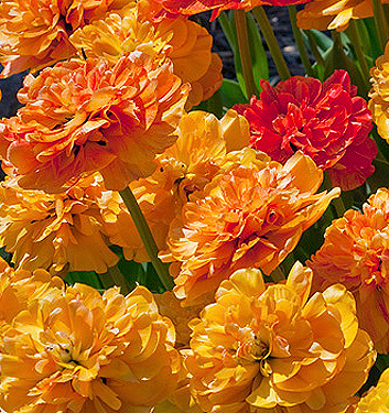 Tulipa - Gruppo 11 (tardivi doppi) SUNLOVER