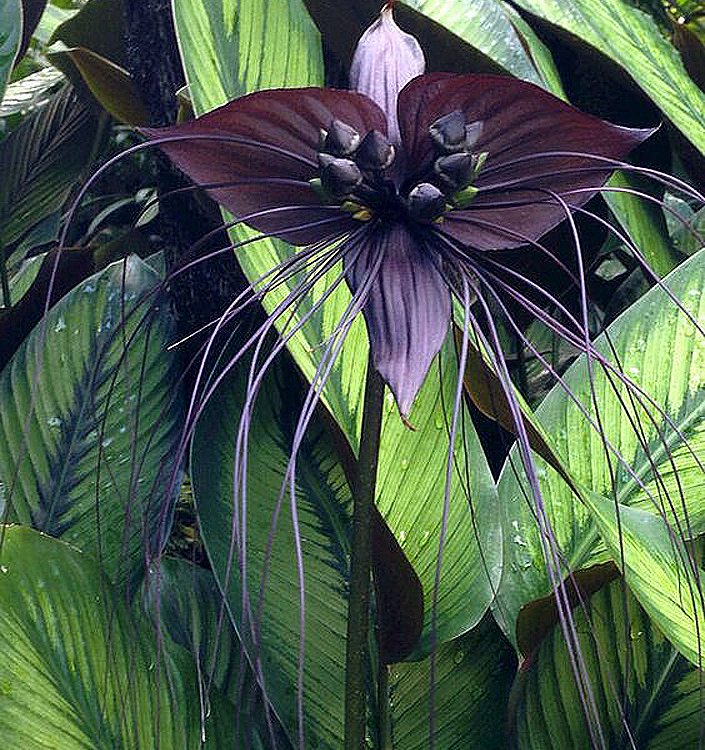 Tacca chantrieri