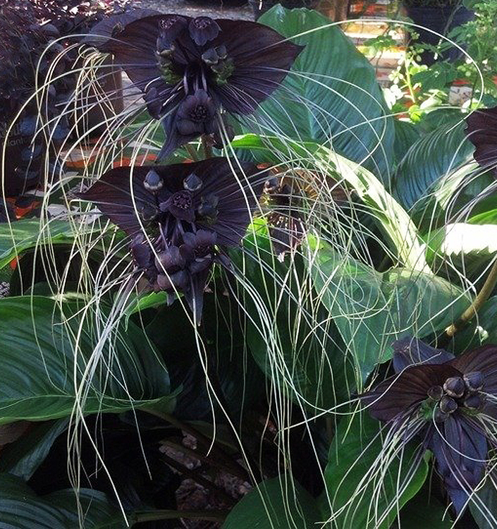 Tacca chantrieri