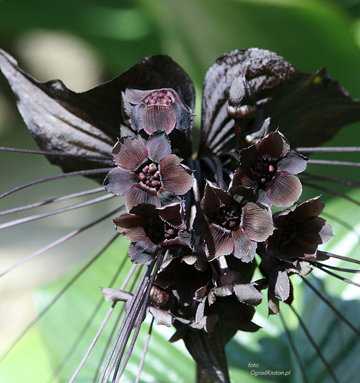 Tacca chantrieri