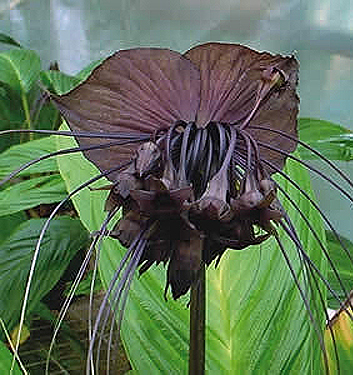 Tacca chantrieri