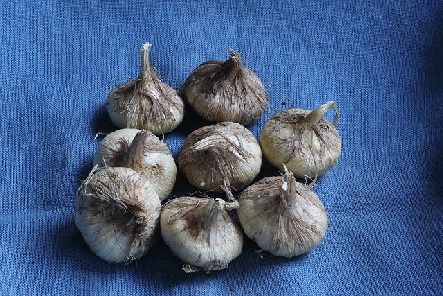 Tecophilaea cyanocrocus