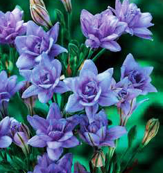 Triteleia AQUARIUS