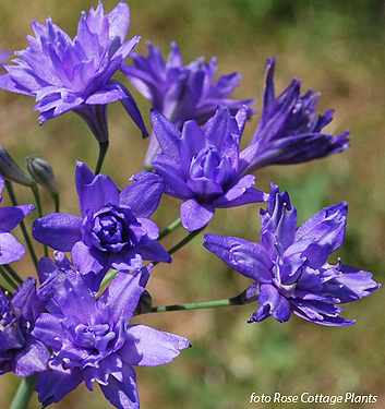 Triteleia AQUARIUS