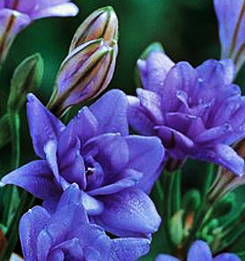 Triteleia AQUARIUS