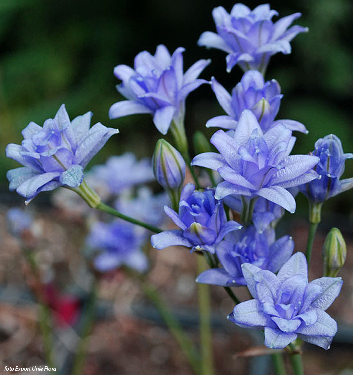 Triteleia BLUES