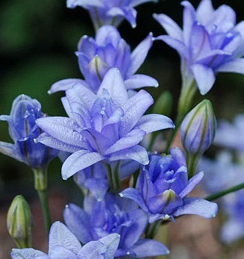 Triteleia BLUES