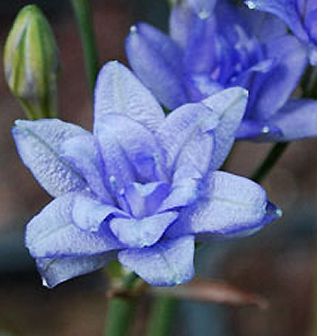 Triteleia BLUES