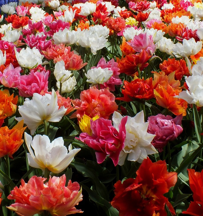 Tulipa - Gruppo 02 (precoci doppi) .MIX