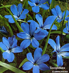 Tecophilaea cyanocrocus