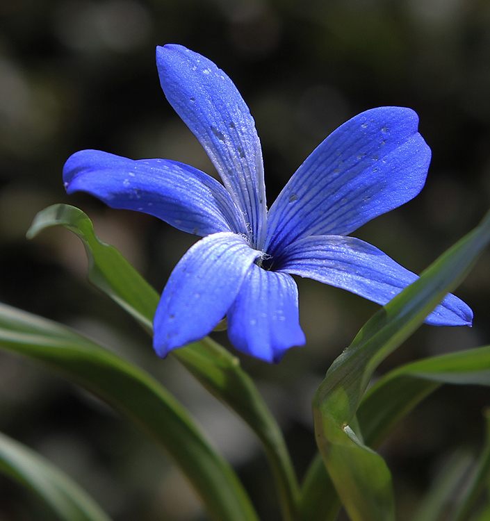 Tecophilaea cyanocrocus