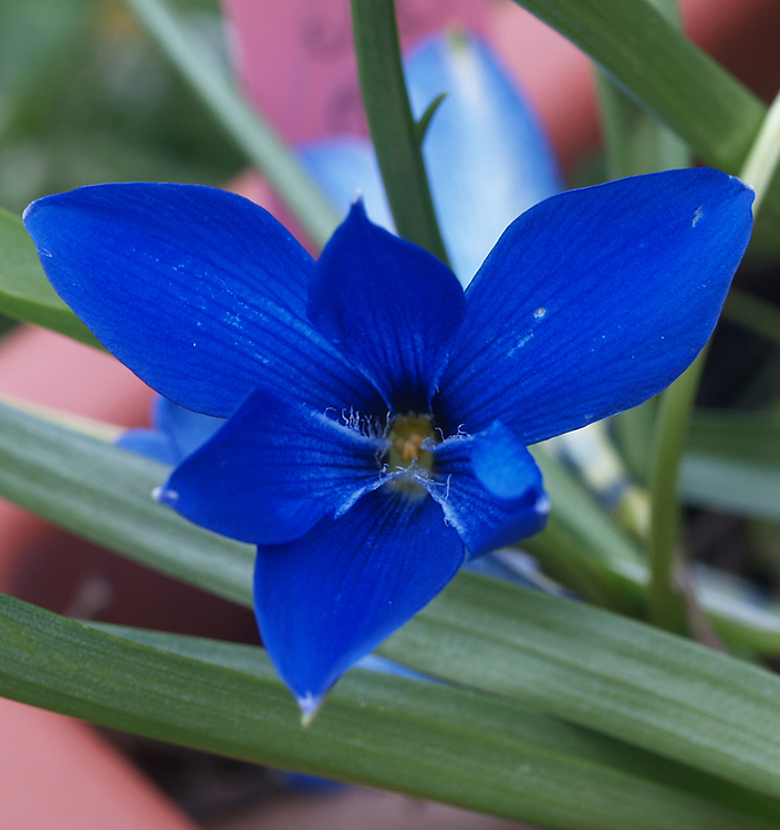 Tecophilaea cyanocrocus