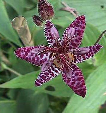 Tricyrtis formosana DARK BEAUTY