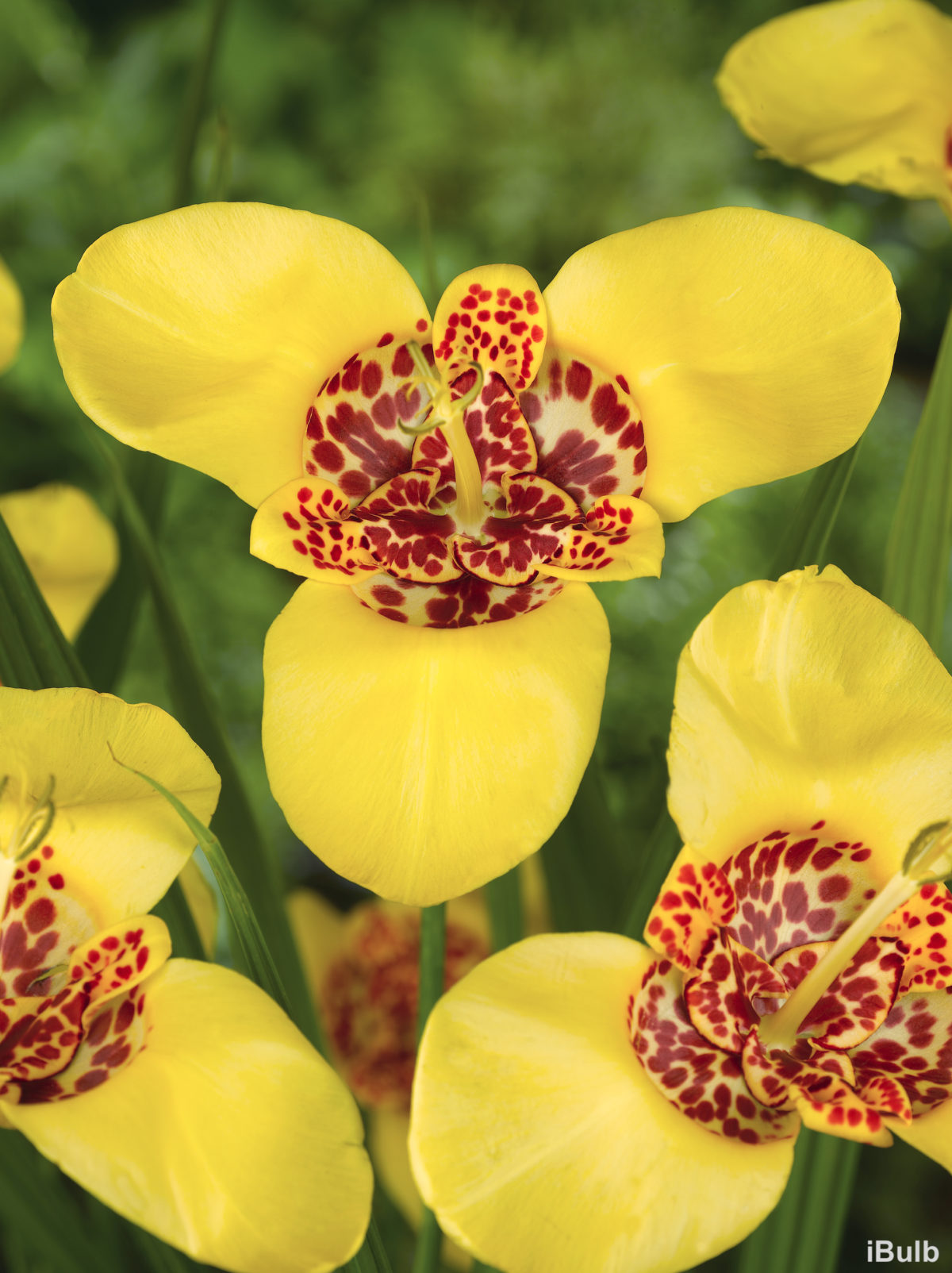 Tigridia pavonia 'Aurea'