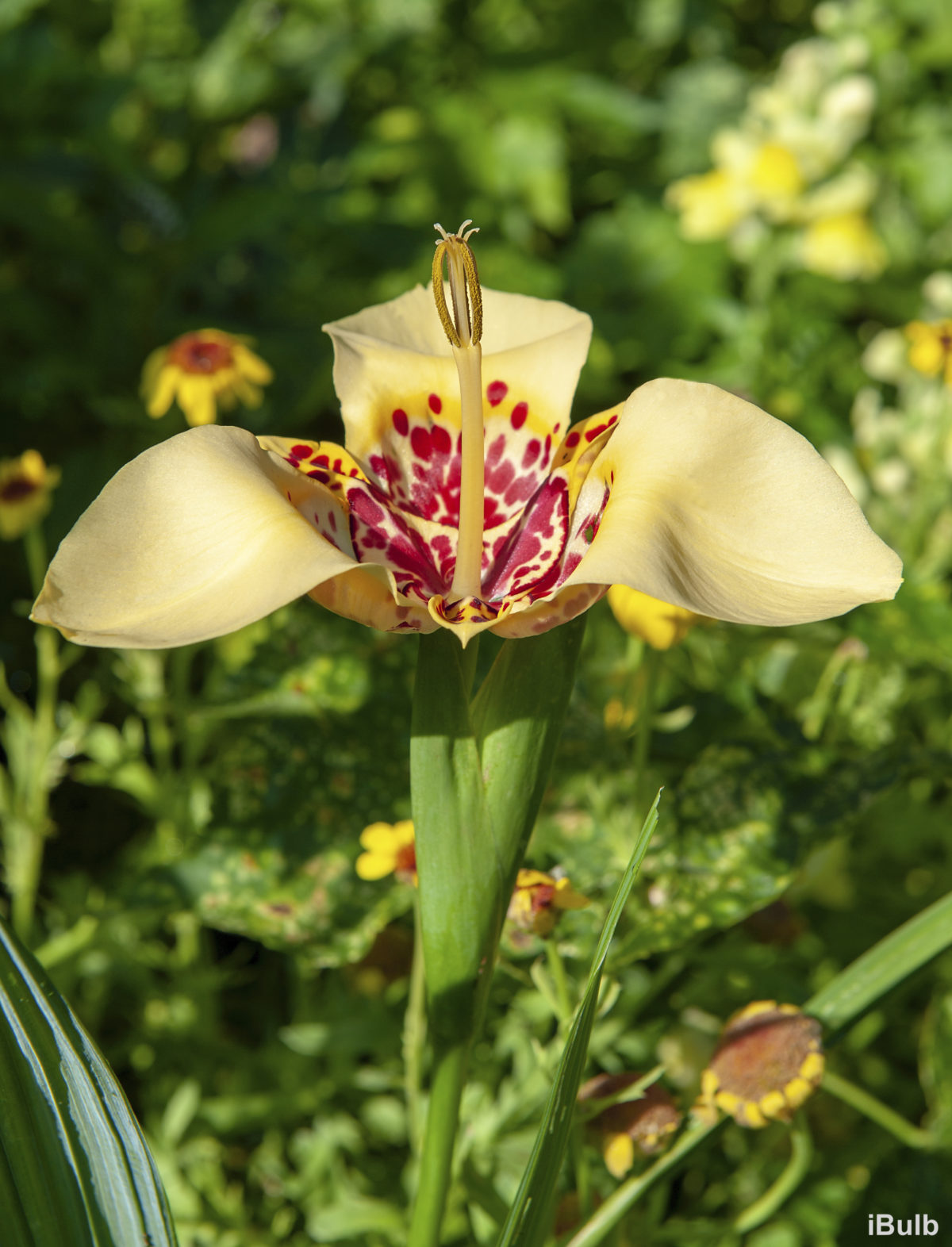 Tigridia pavonia 'Canariensis'