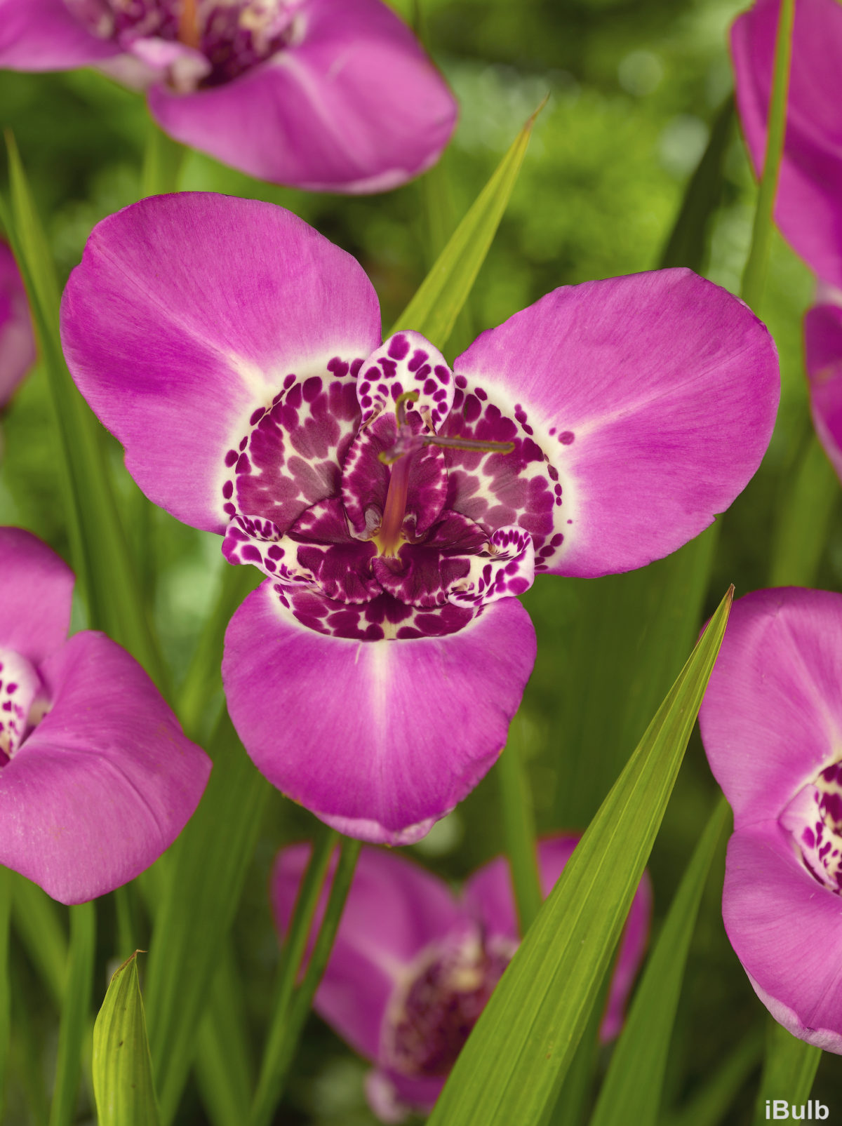 Tigridia pavonia 'Lilacea'