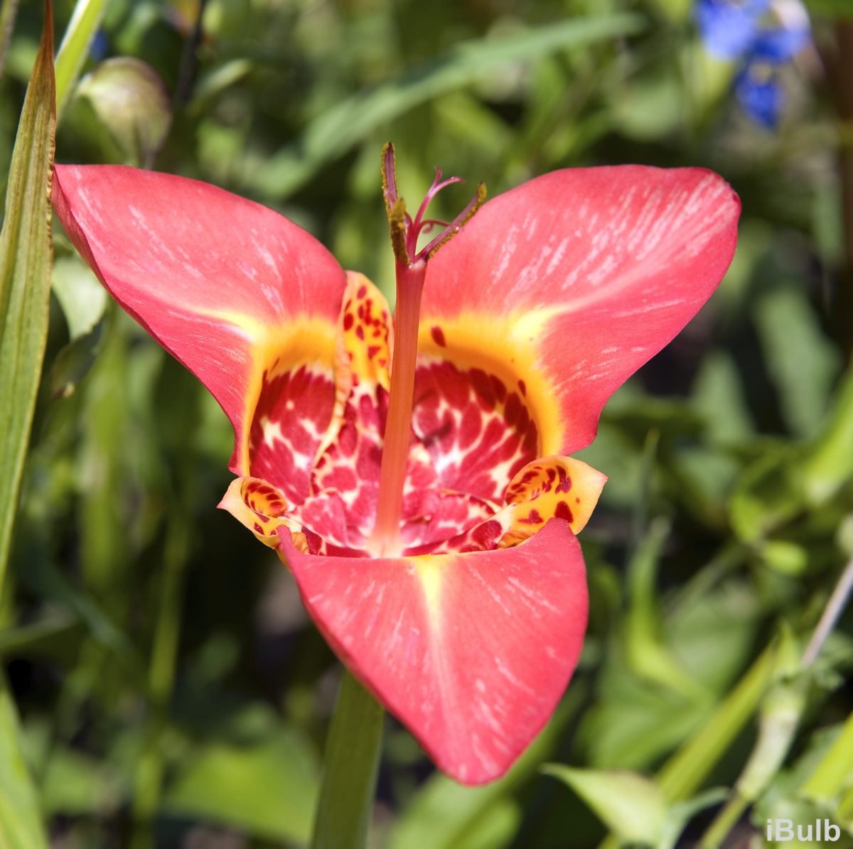 Tigridia pavonia 'Speciosa'