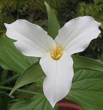 Trillium grandiflorum