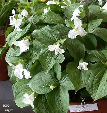 Trillium grandiflorum