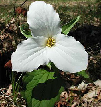Trillium grandiflorum