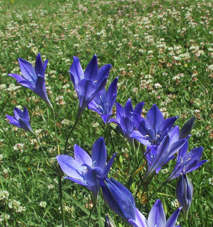 Triteleia CORRINA