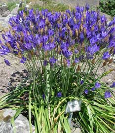 Triteleia CORRINA