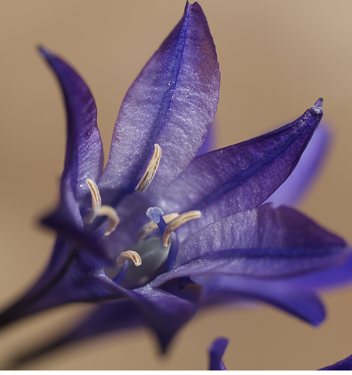 Triteleia CORRINA