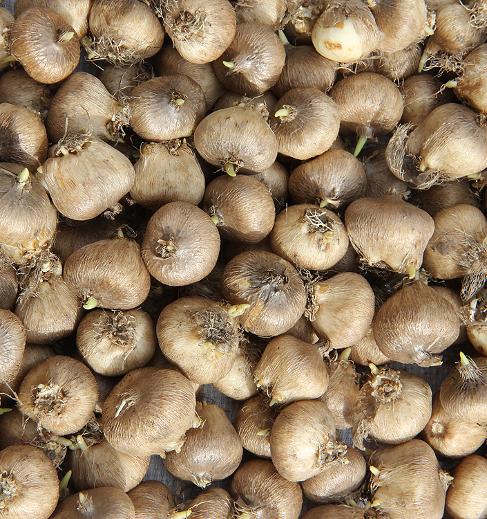 Triteleia CORRINA