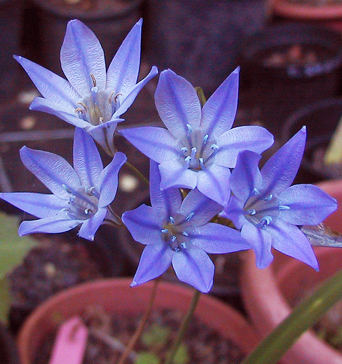 Triteleia REGINA FABIOLA