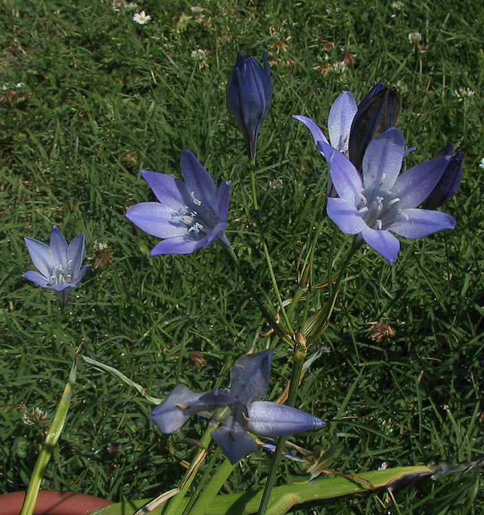 Triteleia REGINA FABIOLA
