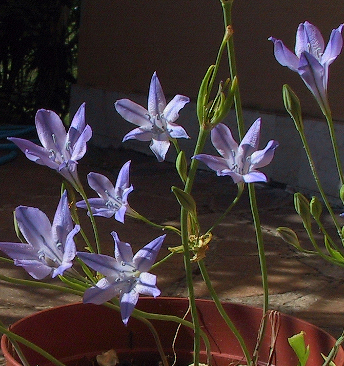 Triteleia REGINA FABIOLA