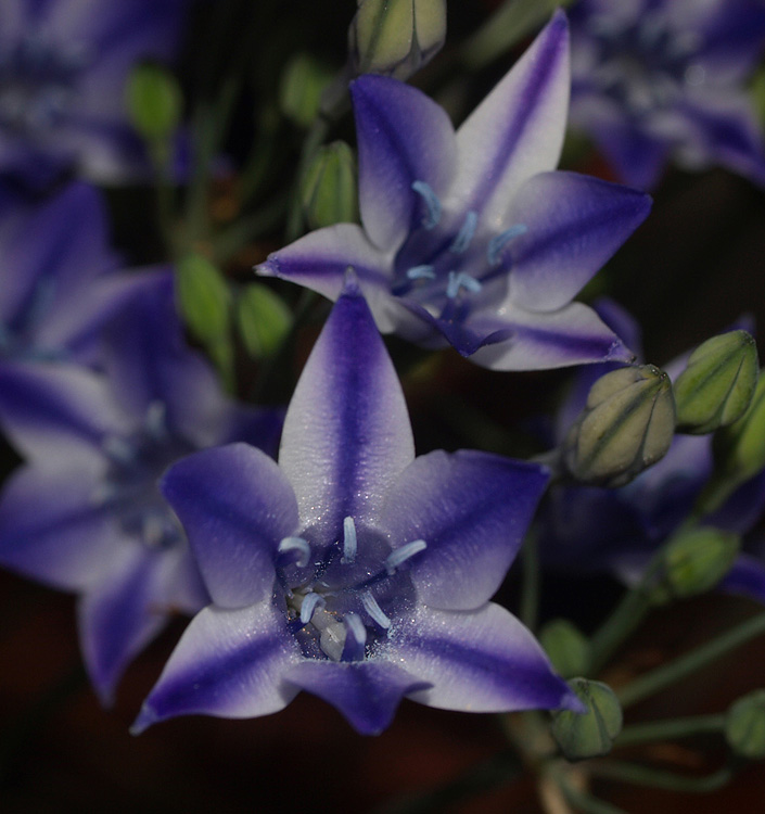Triteleia RUDY