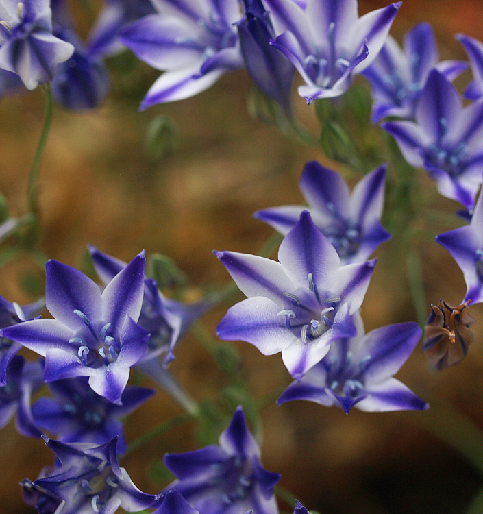 Triteleia RUDY