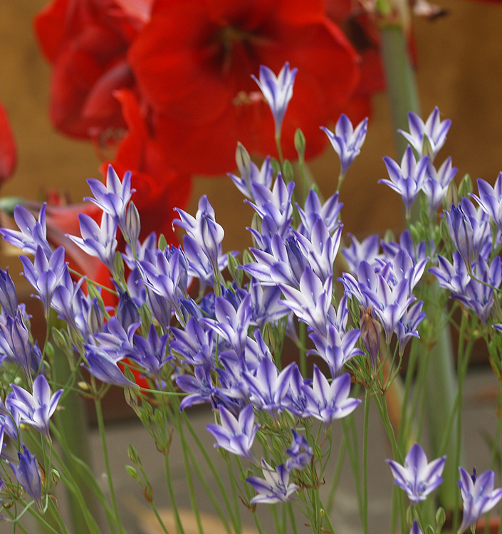 Triteleia RUDY