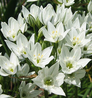Triteleia hyacinthina