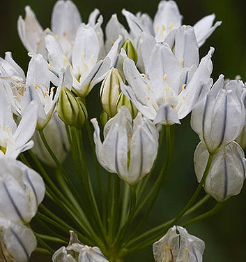 Triteleia hyacinthina