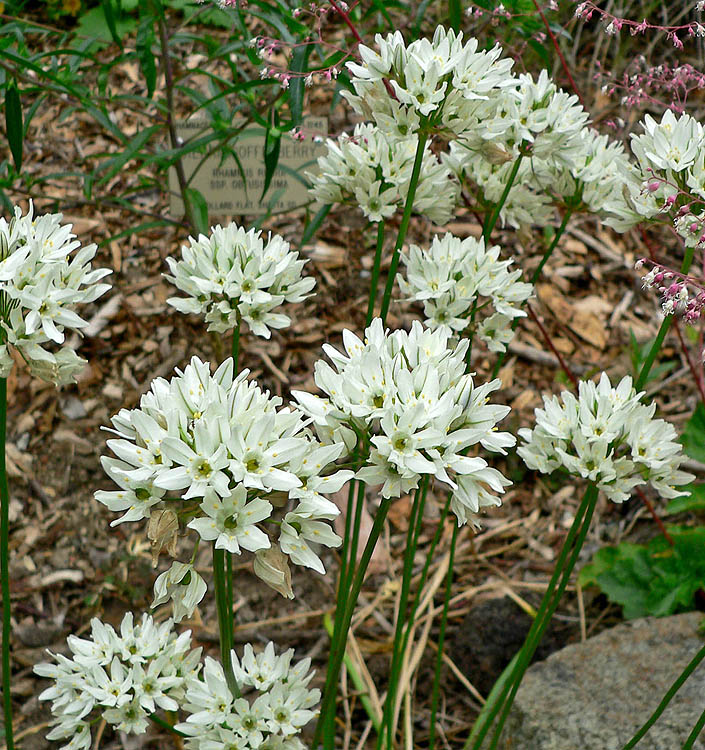 Triteleia hyacinthina