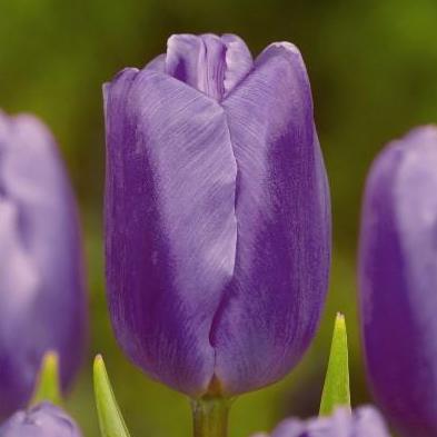 Tulipa - Gruppo 05 (tardivi semplici) BLEU AIMABLE
