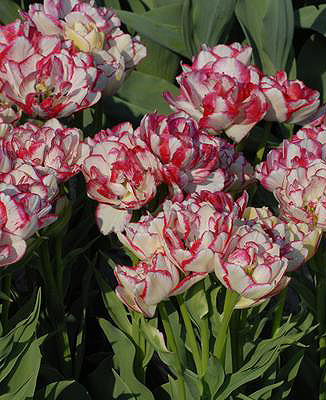 Tulipa - Gruppo 02 (precoci doppi) BELICIA