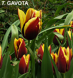 Tulipa - Gruppo 03 (trionfo) GAVOTA