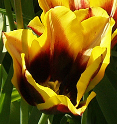 Tulipa - Gruppo 03 (trionfo) GAVOTA