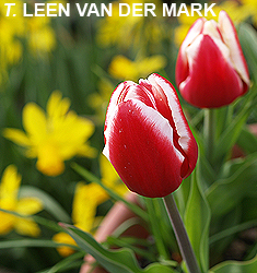 Tulipa - Gruppo 03 (trionfo) LEEN VAN DER MARK