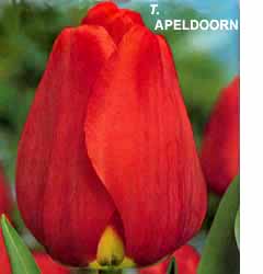 Tulipa - Gruppo 04 (Darwin) APELDOORN