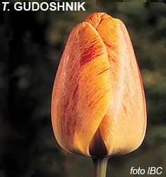 Tulipa - Gruppo 04 (Darwin) GUDOSHNIK