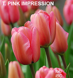 Tulipa - Gruppo 04 (Darwin) PINK IMPRESSION