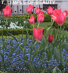 Tulipa - Gruppo 05 (tardivi semplici) TEMPLE OF BEAUTY