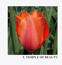 Tulipa - Gruppo 05 (tardivi semplici) TEMPLE OF BEAUTY
