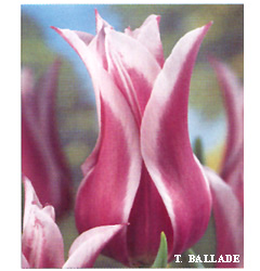 Tulipa - Gruppo 06 (liliumformis) BALLADE