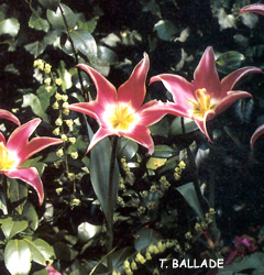 Tulipa - Gruppo 06 (liliumformis) BALLADE