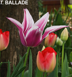 Tulipa - Gruppo 06 (liliumformis) BALLADE